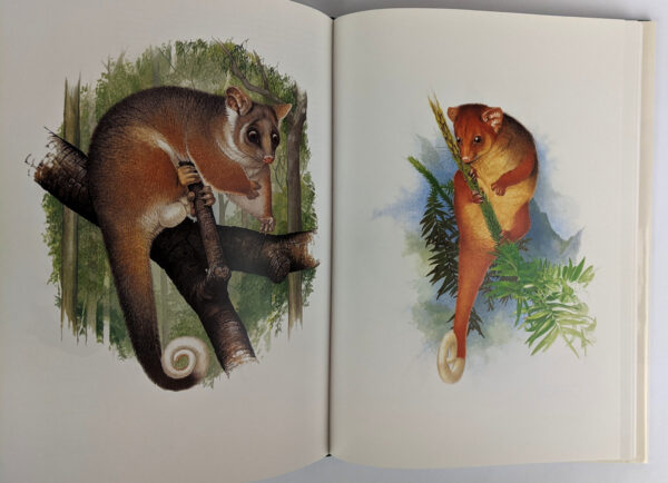 Possums of the World: A Monograph of the Phalangeroidea - Image 2