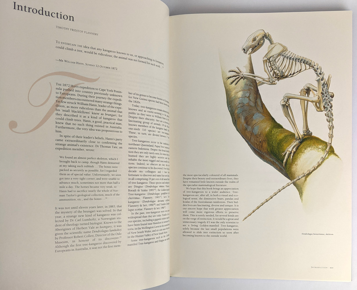 Tree Kangaroos: A Curious Natural History - Image 2