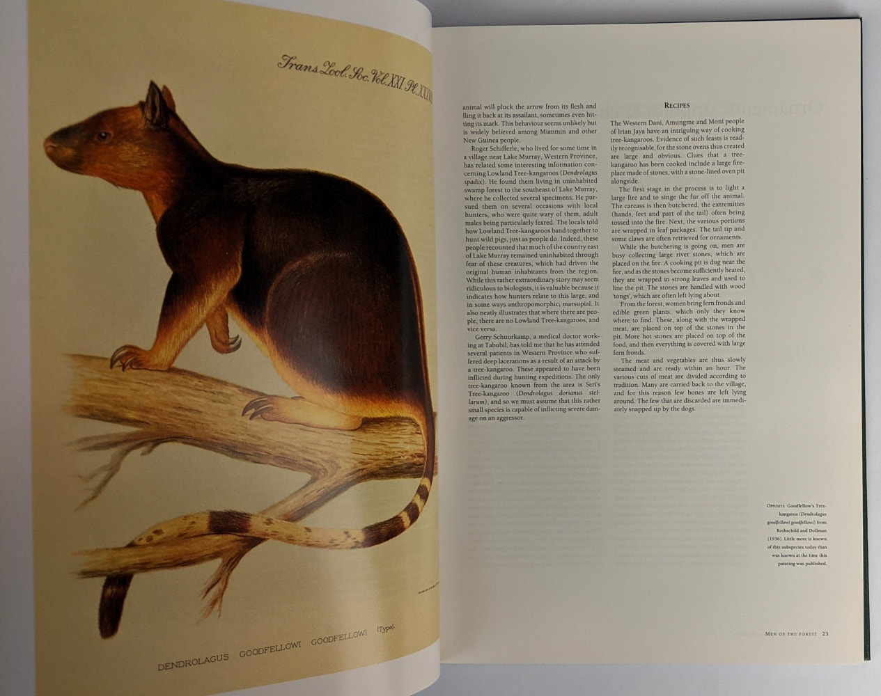 tree-kangaroos-a-curious-natural-history-the-book-merchant-jenkins