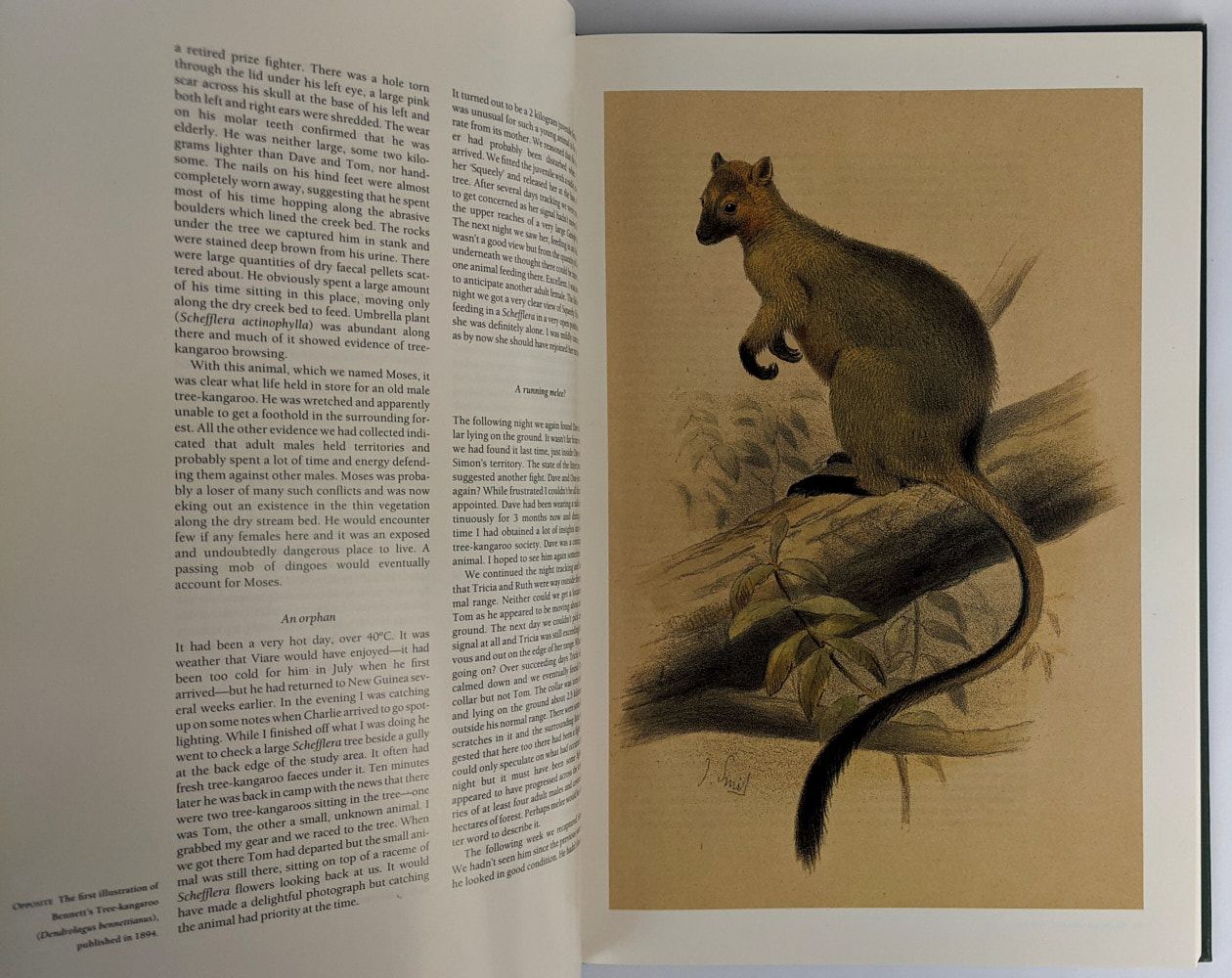 Tree Kangaroos: A Curious Natural History - Image 4