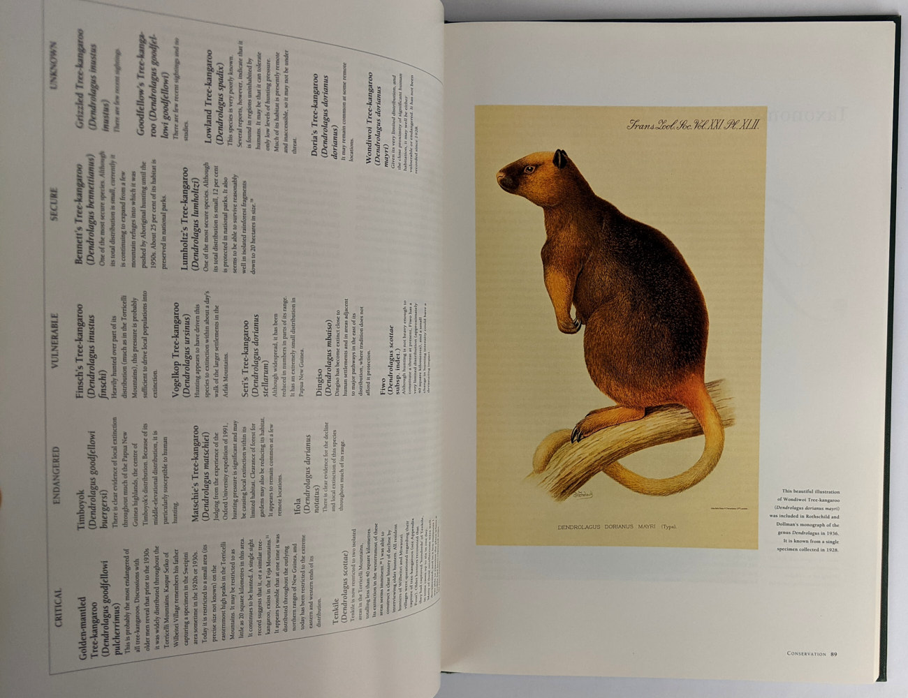 Tree Kangaroos: A Curious Natural History - Image 5