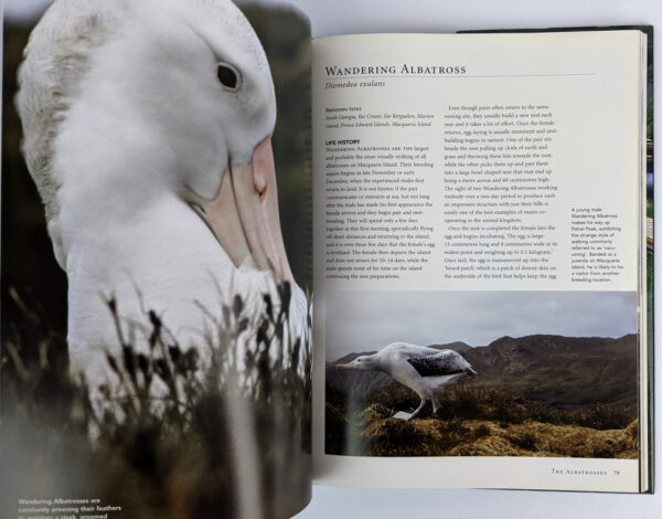 Albatross: Elusive Mariners of the Southern Ocean - Image 2