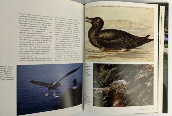 Albatross: Elusive Mariners of the Southern Ocean - Image 4