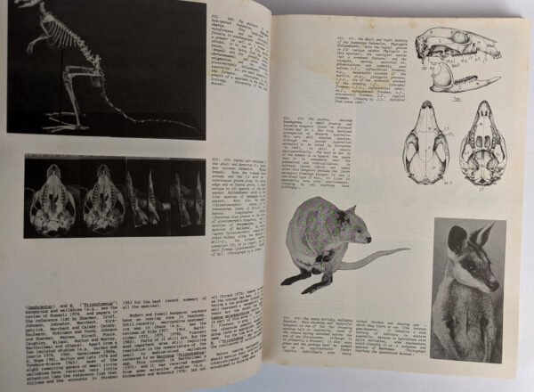 Vertebrate Zoogeography & Evolution in Australasia: (Animals in Space and Time) - Image 4