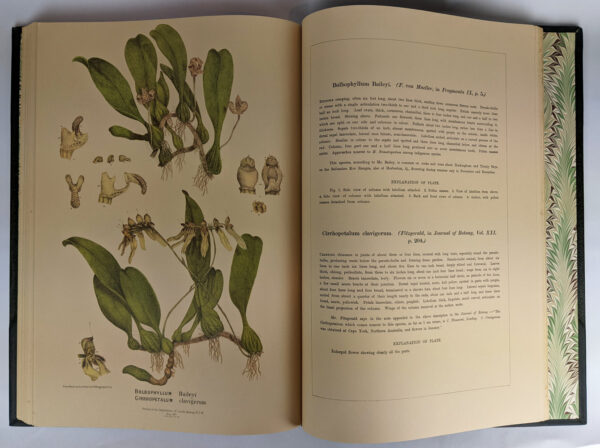 Australian Orchids (2 Volumes) - Image 2