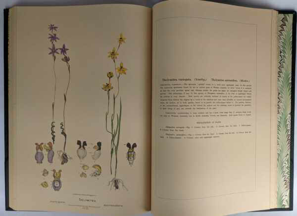 Australian Orchids (2 Volumes) - Image 3