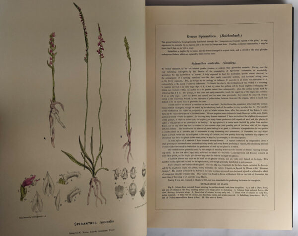 Australian Orchids (2 Volumes) - Image 8