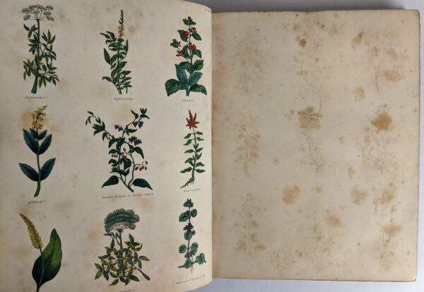The Complete Herbal - Image 3