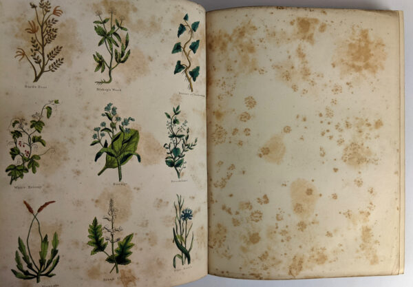 The Complete Herbal - Image 4
