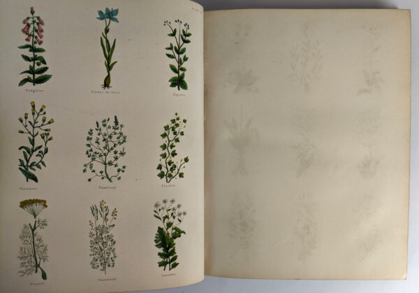 The Complete Herbal - Image 5