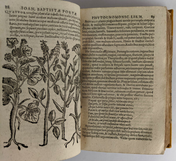 Phytognomonica Io Baptistae Portae, Neapolitani, Octo libris contenta; - Image 6