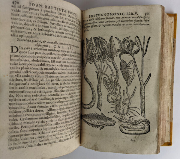 Phytognomonica Io Baptistae Portae, Neapolitani, Octo libris contenta; - Image 9