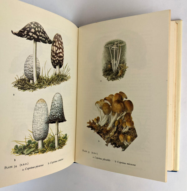 Wayside and Woodland Fungi - Image 4