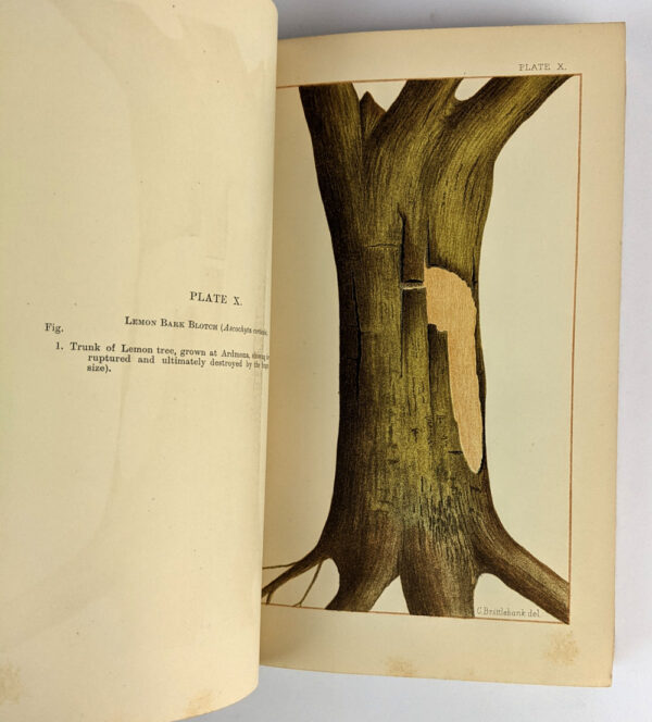 Fungus Diseases in Citrus Trees in Australia, and Their Treatment - Image 3