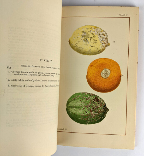 Fungus Diseases in Citrus Trees in Australia, and Their Treatment - Image 4