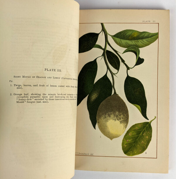 Fungus Diseases in Citrus Trees in Australia, and Their Treatment - Image 5