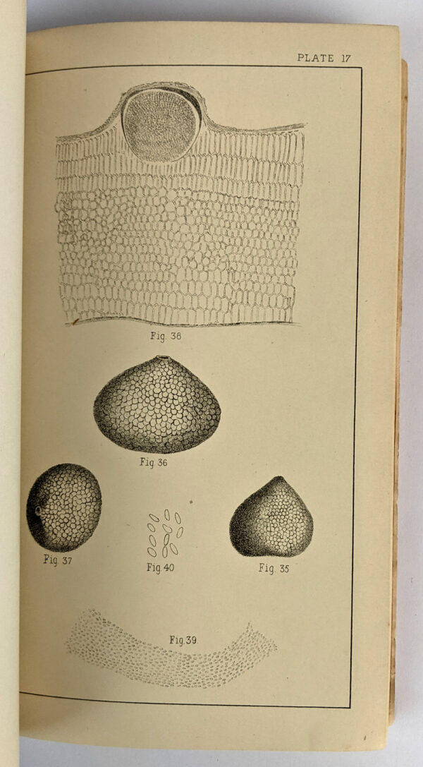 Fungus Diseases in Citrus Trees in Australia, and Their Treatment - Image 7