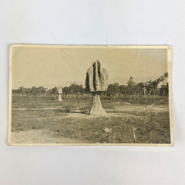 [Photograph of Termite Nests]