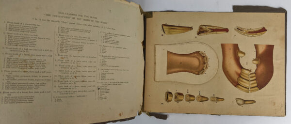 The Horse: Dissected Model Showing the Development of the Teeth - Image 2