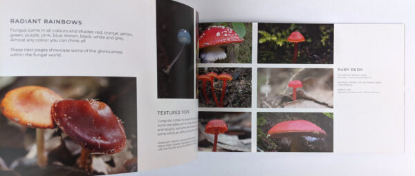 A Glorious World of Fungi - Image 2
