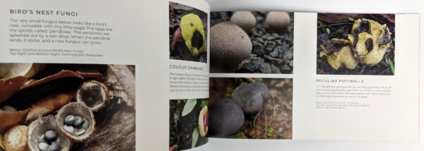 A Glorious World of Fungi - Image 3