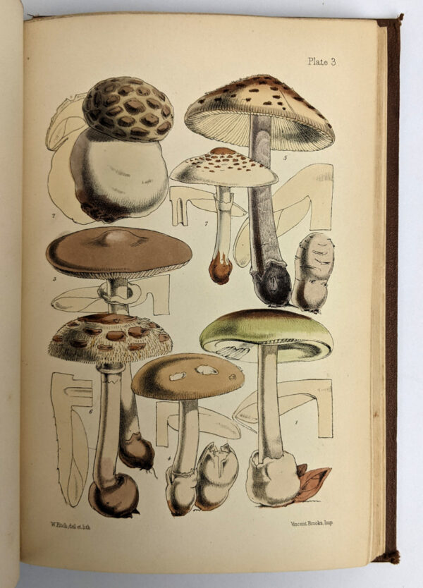 Outlines of British Fungology + Supplement (2 Volumes) - Image 3