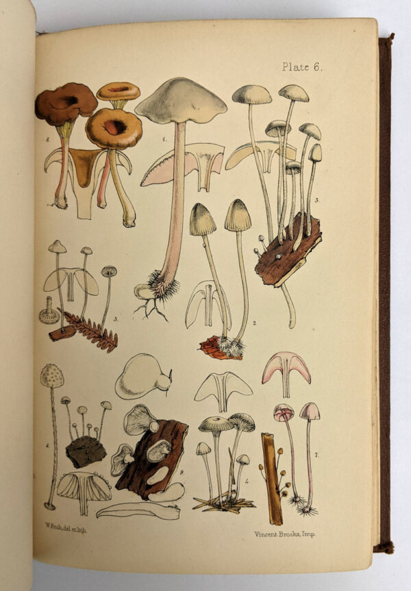 Outlines of British Fungology + Supplement (2 Volumes) - Image 4