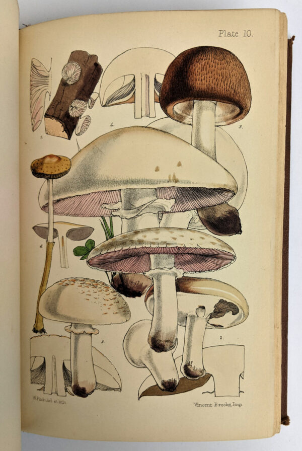 Outlines of British Fungology + Supplement (2 Volumes) - Image 5
