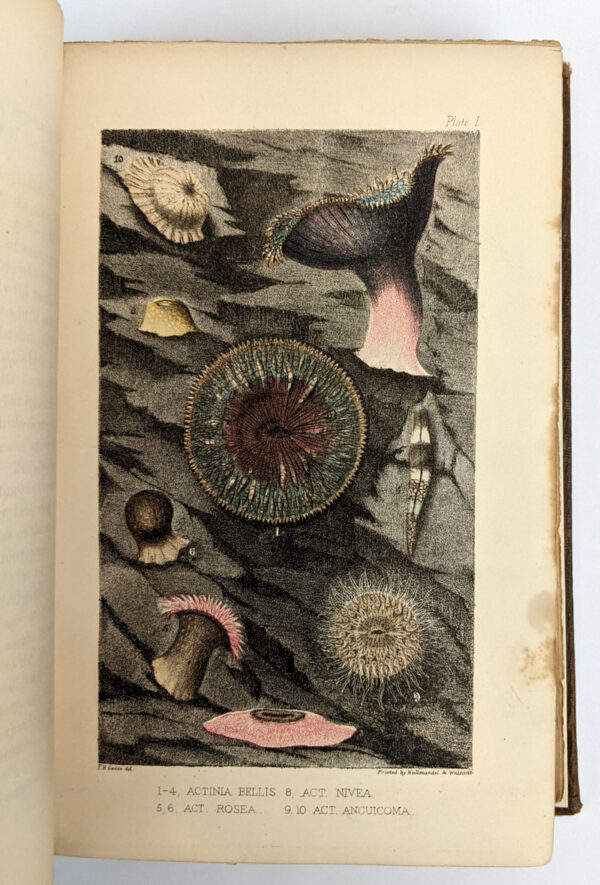 A Naturalist's Rambles on the Devonshire Coast - Image 3