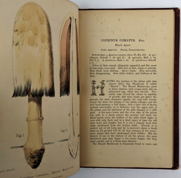 A Selection of the Eatable Funguses of Great Britain - Image 4
