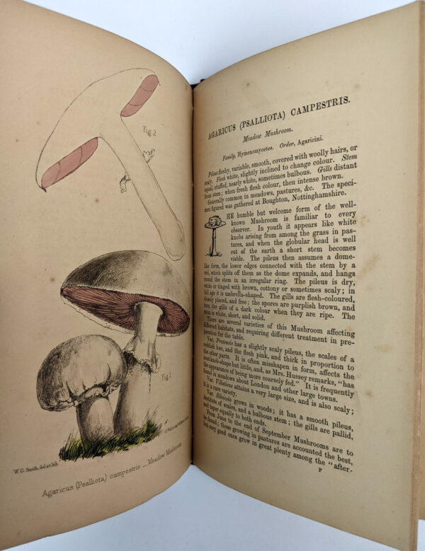A Selection of the Eatable Funguses of Great Britain - Image 6