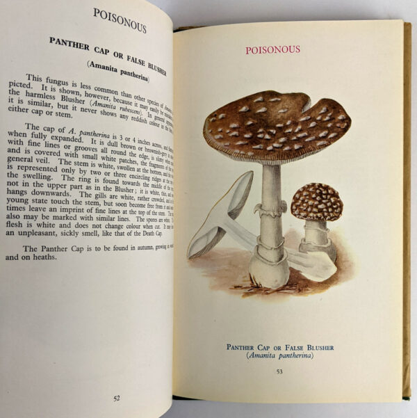 Edible and Poisonous Fungi (Bulletin No. 23) - Image 2