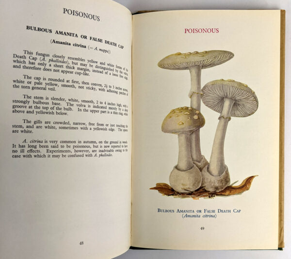 Edible and Poisonous Fungi (Bulletin No. 23) - Image 3