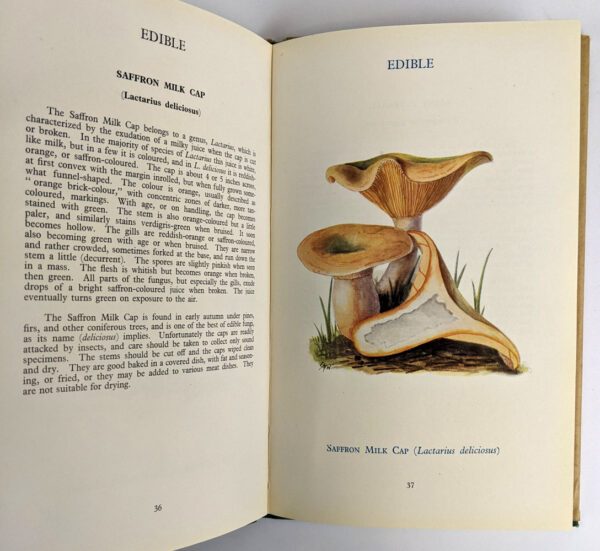 Edible and Poisonous Fungi (Bulletin No. 23) - Image 4