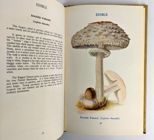 Edible and Poisonous Fungi (Bulletin No. 23) - Image 5