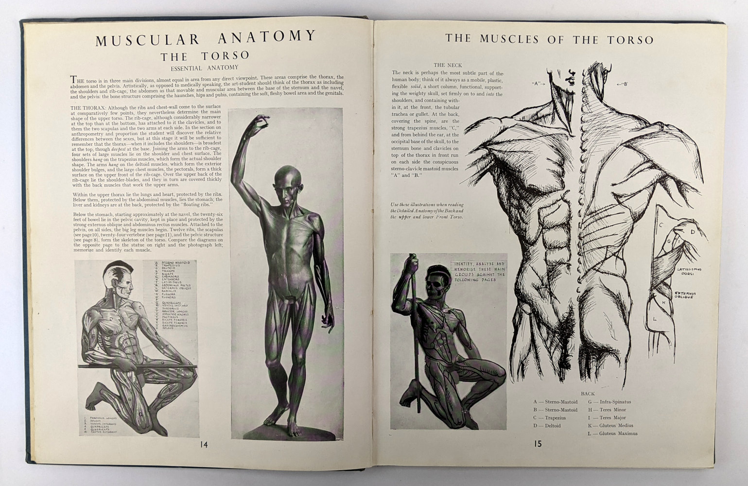 Anthropometry and Anatomy - Image 2