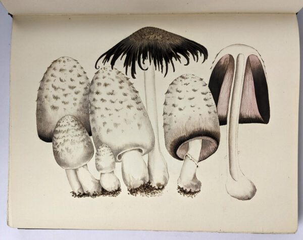 Mushrooms, Russia and History (2 Volumes) - Image 3