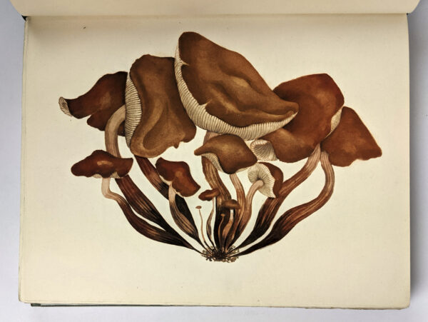 Mushrooms, Russia and History (2 Volumes) - Image 4