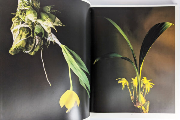 Botanica Magnifica: Portraits of the World's Most Extraordinary Flowers & Plants - Image 2