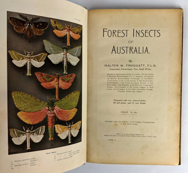 Forest Insects of Australia - Image 3