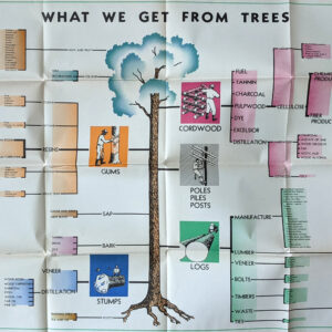 What We Get From Trees