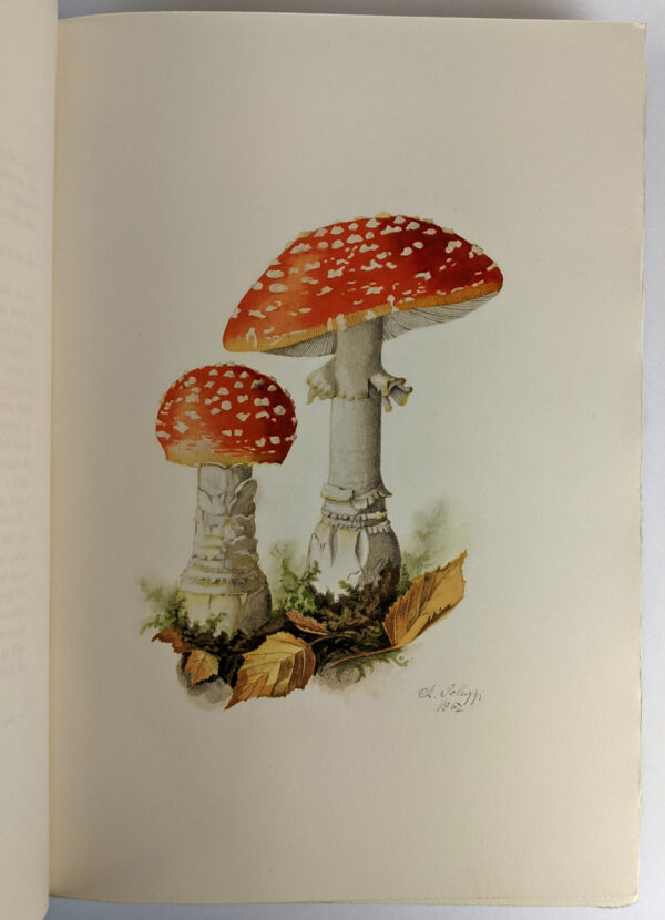 Soma: Divine Mushroom of Immortality - Image 3