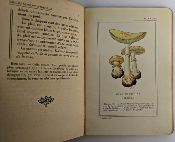 Champignons Mortels et Dangereux: Descriptions, Figures et Remedes - Image 2