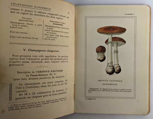 Champignons Mortels et Dangereux: Descriptions, Figures et Remedes - Image 3