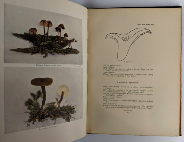 The Mushroom Book: A Popular Guide to the Identification and Study of our Commoner Fungi, with Special Emphasis on the Edible Varieties - Image 4