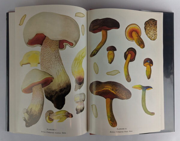 Les Champignons Toxiques et Hallucinogenes - Image 3