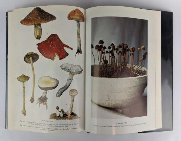 Les Champignons Toxiques et Hallucinogenes - Image 4
