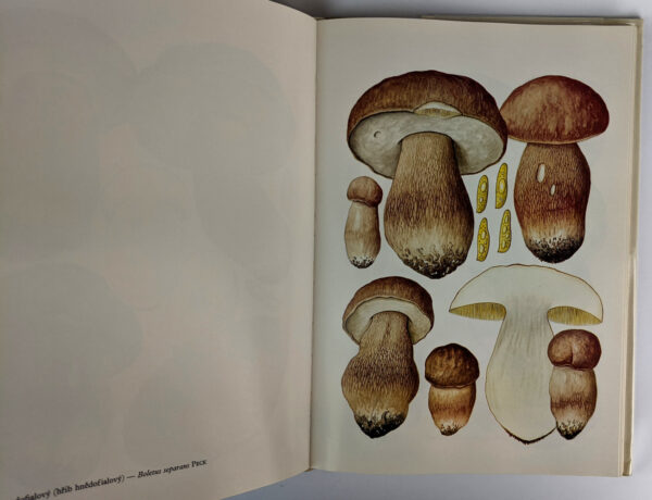 Poznavajme Huby - Image 3