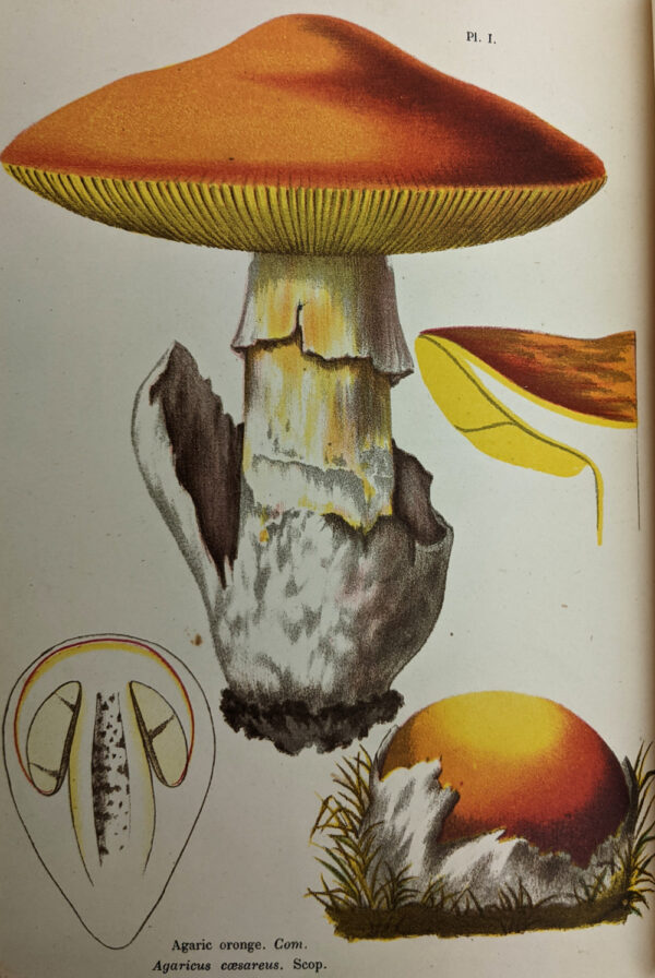 Les Champignons: Histoire - Description - Culture - Usages - Image 3