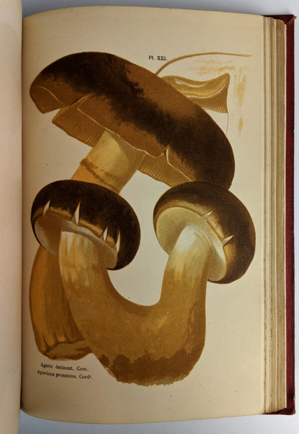Les Champignons: Histoire - Description - Culture - Usages - Image 5